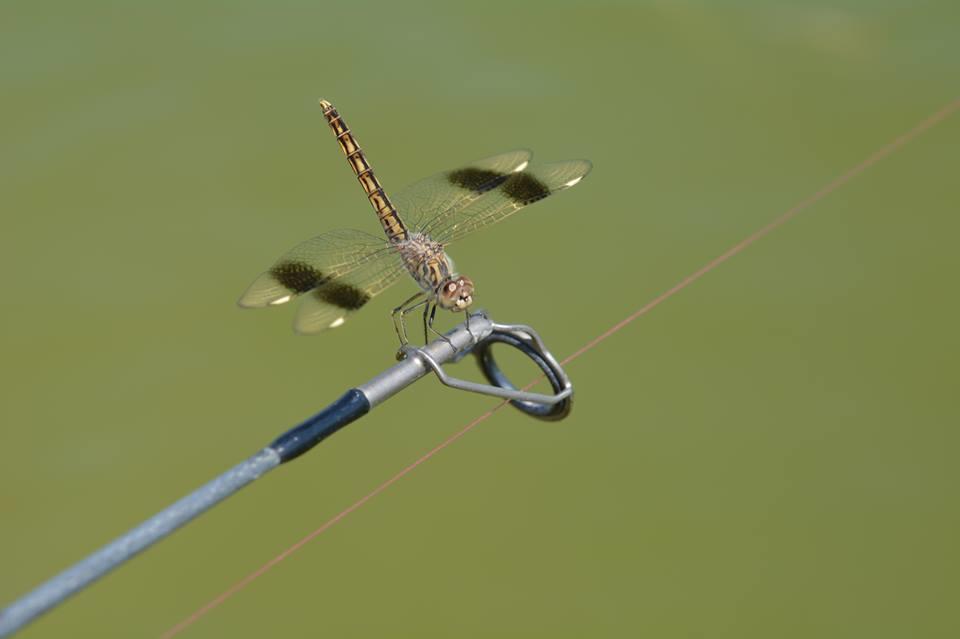 o gramada ... - z7.jpg